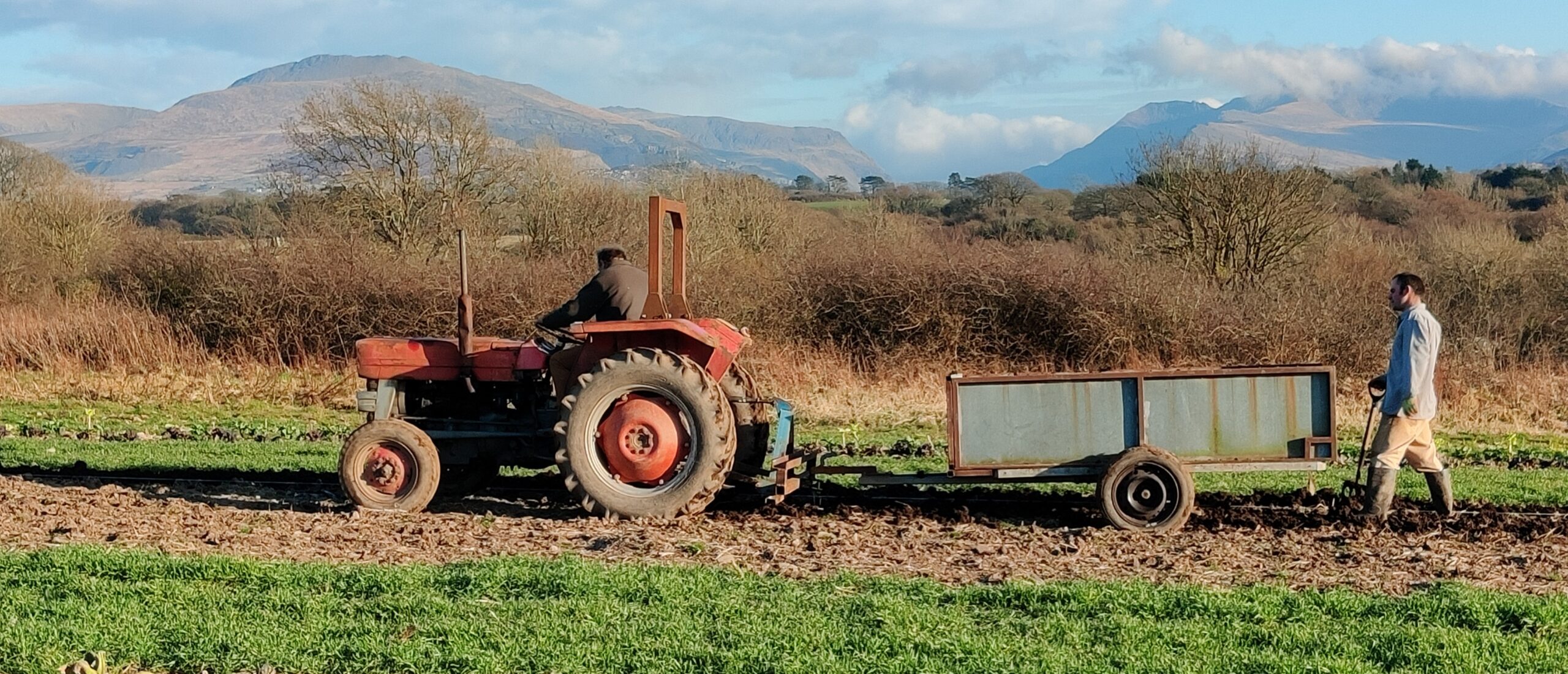 Field with a tractor being driven across it pulling a trailer, The field is being overlooked by snowdonia mountain range 