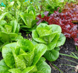 Green and red lettuces growing in a no dig bed