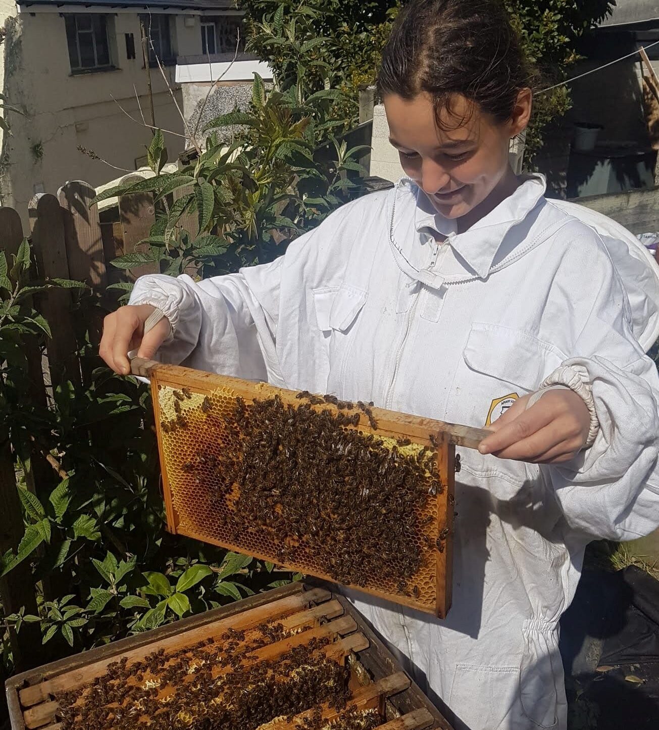 Frankie of Propolise holding up a frame of a hive covered in bees